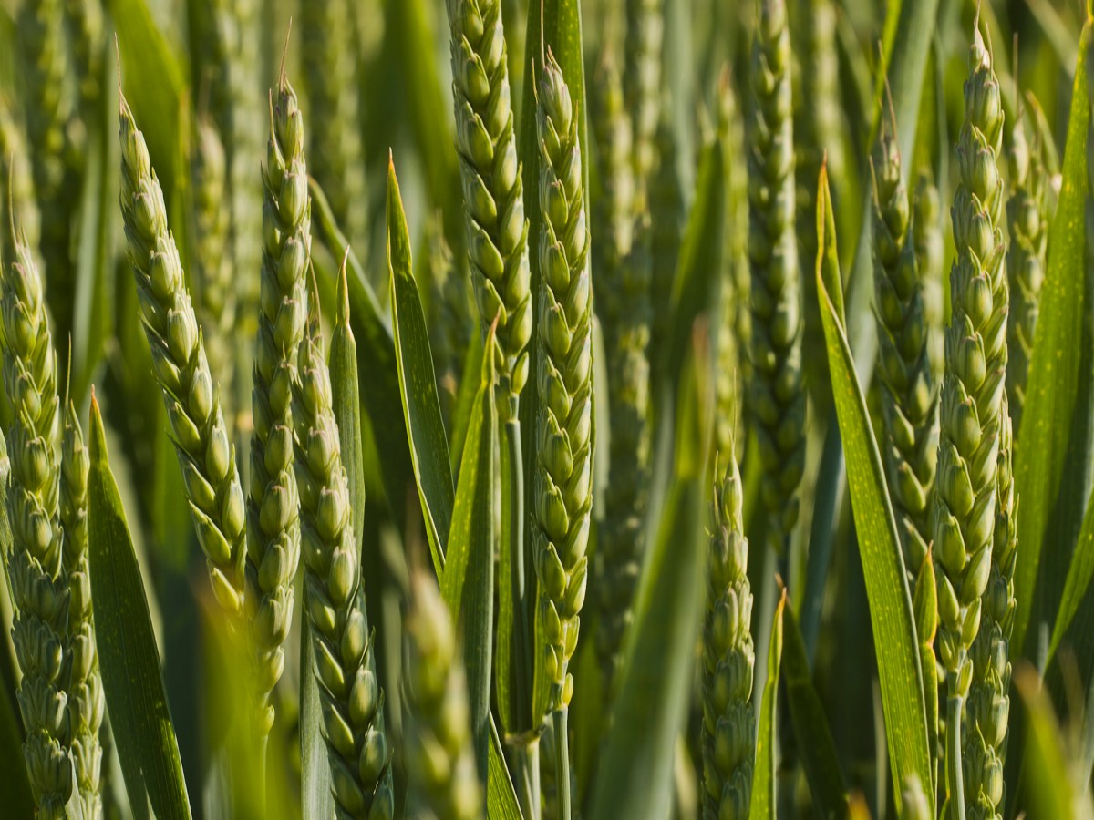 Atalık Buğday Nedir?