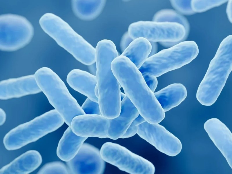 Lactobacillus Bakterisi ve Saccharomyces Cerevisiaen Nedir, Ekmekçilikte Neden&nbsp;Önemlidir?