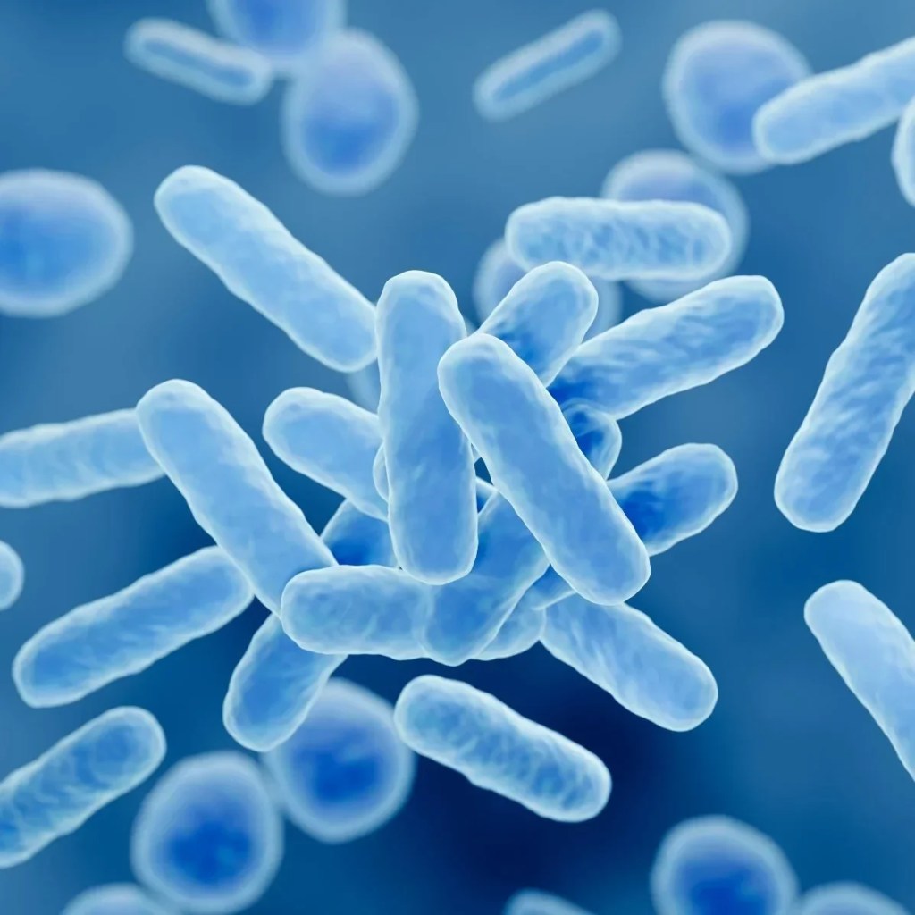 Lactobacillus Bakterisi ve Saccharomyces Cerevisiaen Nedir, Ekmekçilikte Neden Önemlidir?